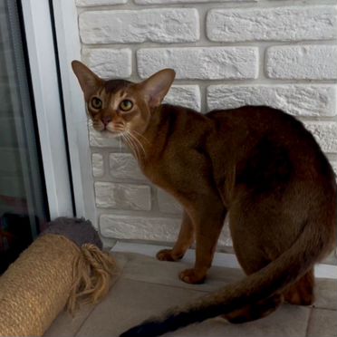 Абиссинский котёнок