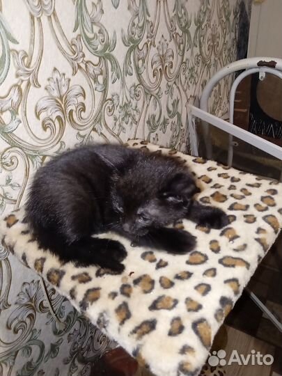 Отдам бесплатно милых котят