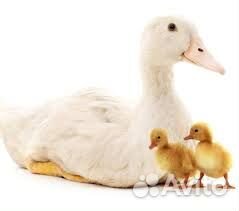 Утята суточные