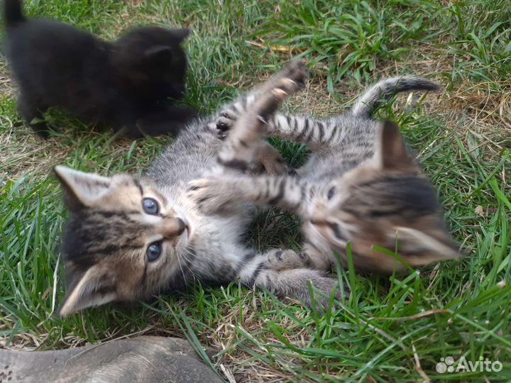 Котята в добрые руки бесплатно