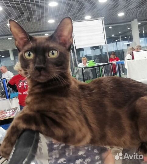 Бенгальский мальчик