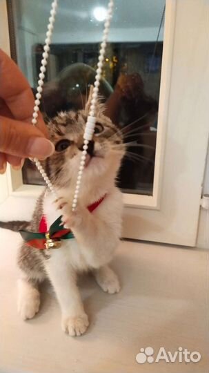 Умный котенок