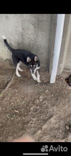 Найдена собака