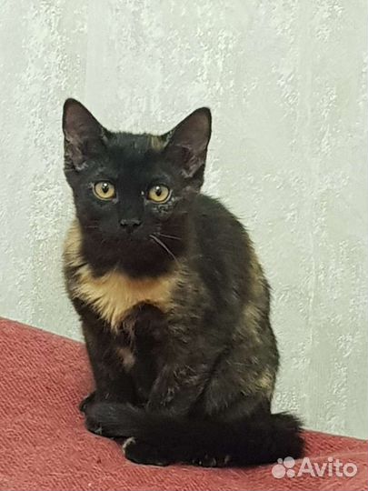 Котенок трехцветка Черри 7мес привита метиска