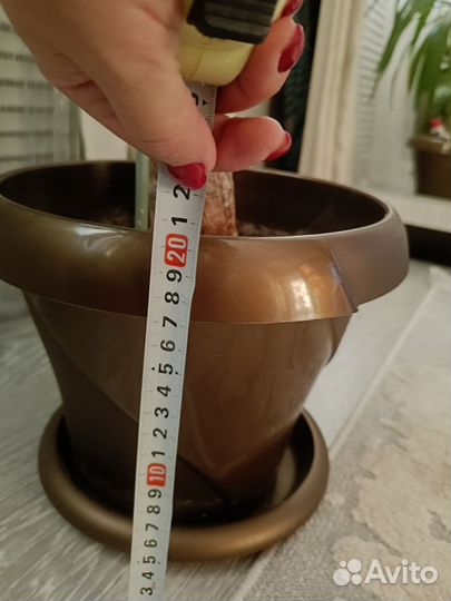 Пальма юкка