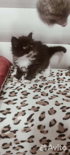 Кошки мейн-кун