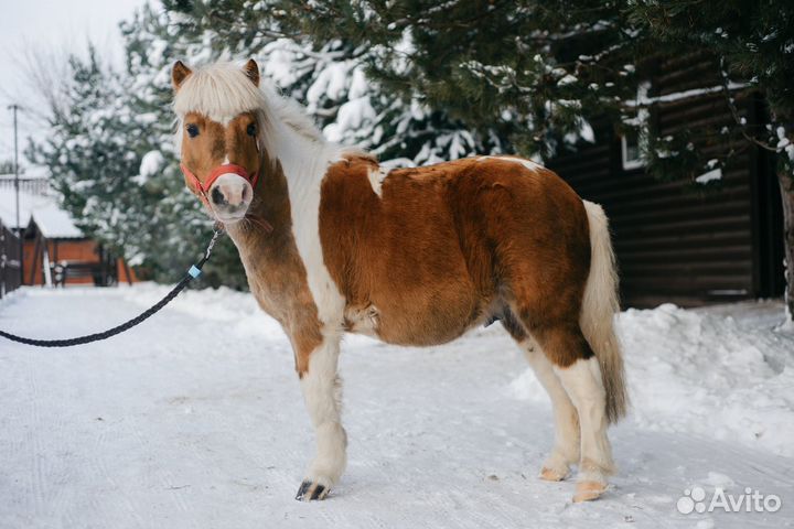 Продажа лошадей