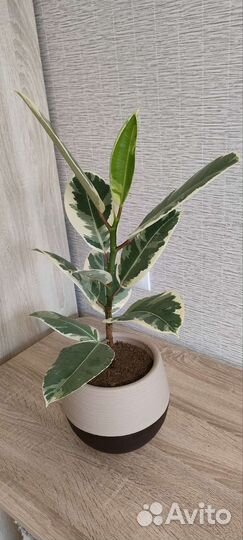 Фикус эластика тинеке 50 см