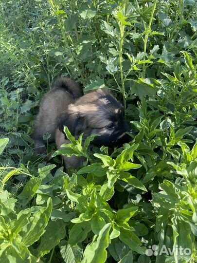 Собака в добрые руки отдам бесплатно