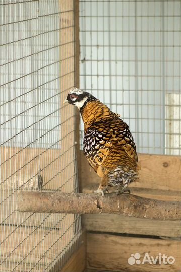 Продажа фазанов, павлинов