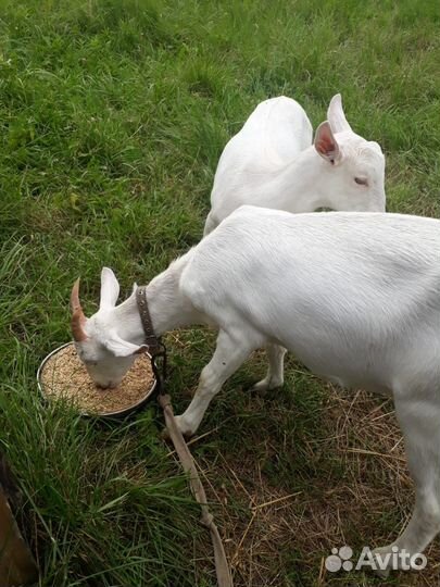 Домашние животные