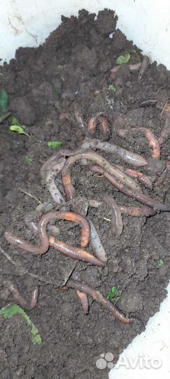 Черви выползки