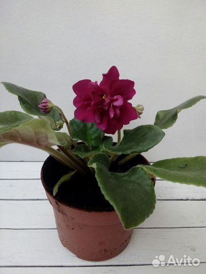 Фиалка (цветущая,в горшке)