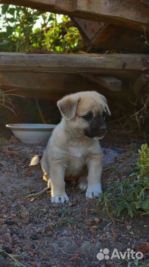 Щенок бесплатно