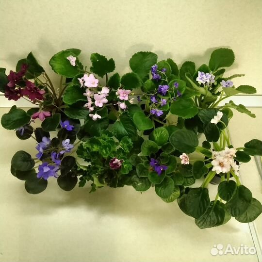 Листочки сортовых фиалочек