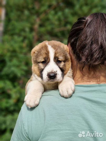 Щенки сао алабай