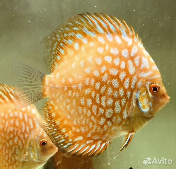 Пиджен Чеккерборд