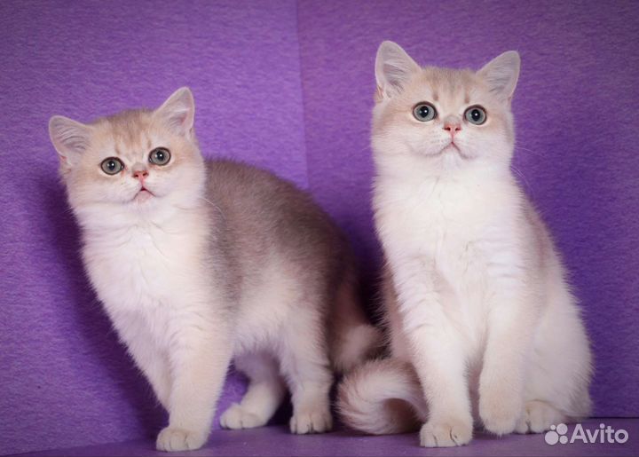 Плюшевые золотые любимцы