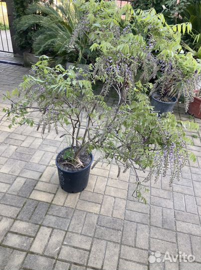 Глициния, бобовник