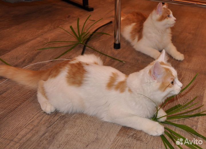 Коржик и Абрикос