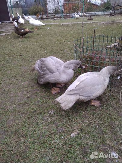 Индоутки немецкие