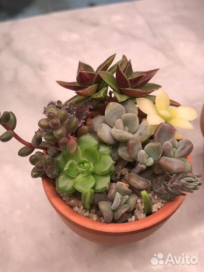 Садики /наборы из суккулентов (10+ видов в каждом)