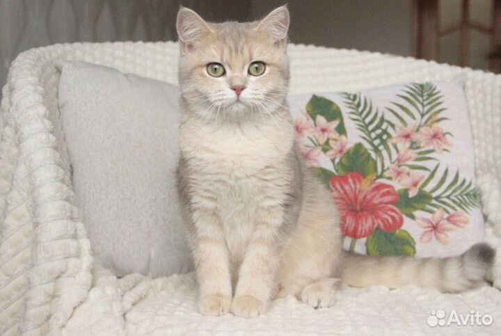 Золотая кошечка ay11