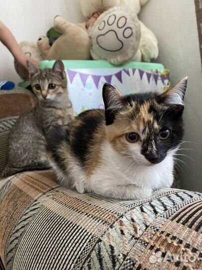 Котенок девочка бесплатно