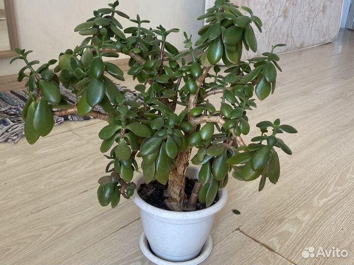 Денежное дерево, Толстянка