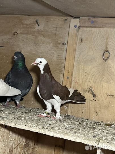 Голуби бакинские