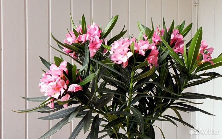 Олеандр семена