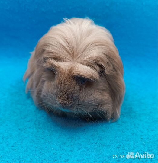 Морская свинка