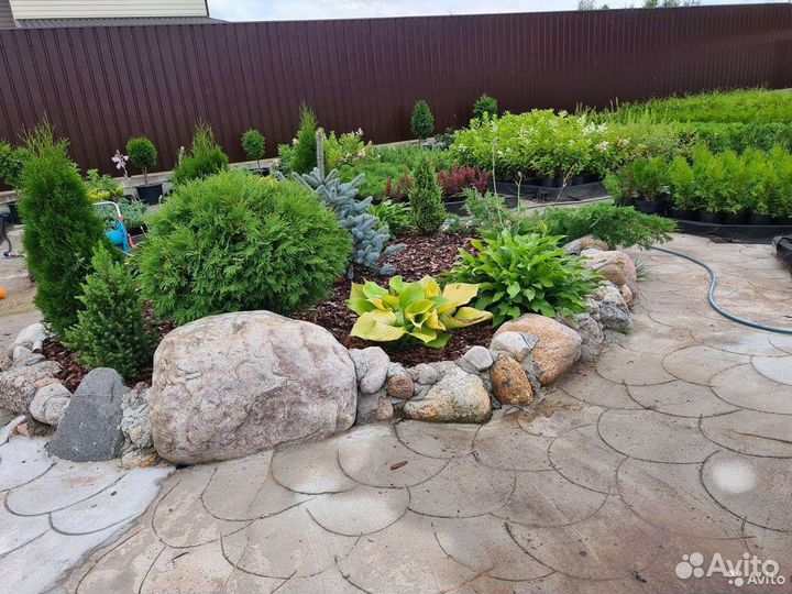 Туя западная