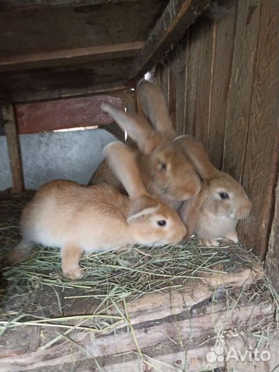 Кролики разных возрастов