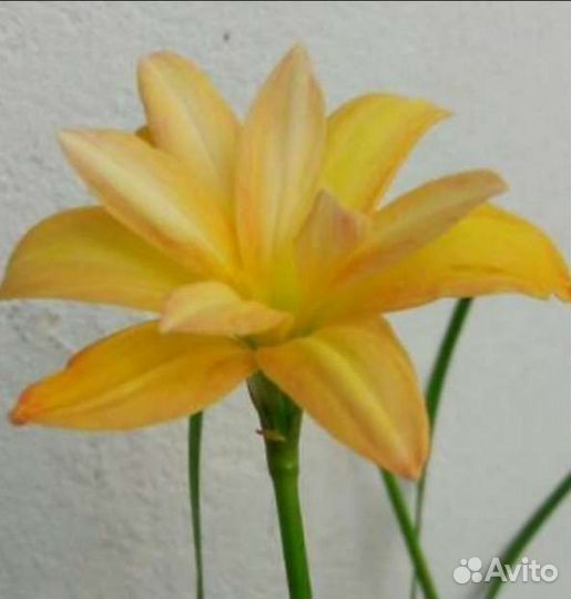 Зефирантес махровый луковицы