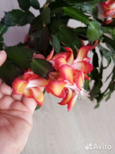 Декабрист шлюмбергера samba brasil