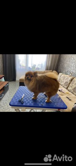 Стрижка кошек и собак, грумер, выезд на дом