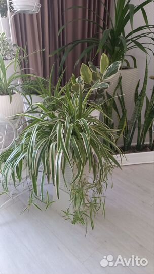 Хлорофитум