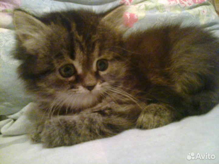 Котята-полуперсы в добрые руки