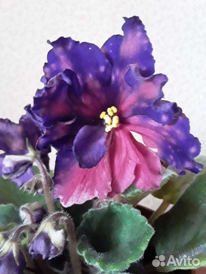 Фиалка контрастная