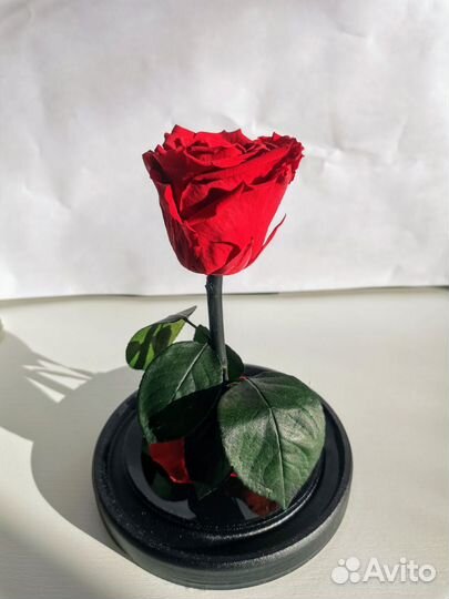 Вечная живая роза в колбе стабилизированная