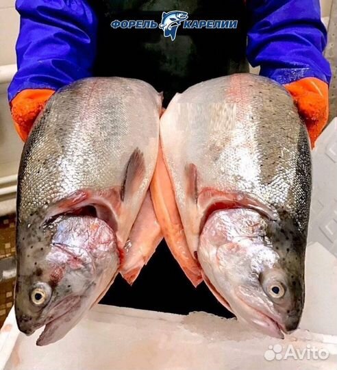 Форель из Карелии