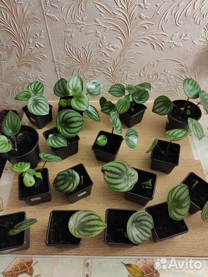 Пеперомия арбузная