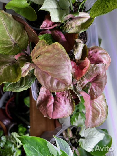 Сингониумы сортовые часть 2