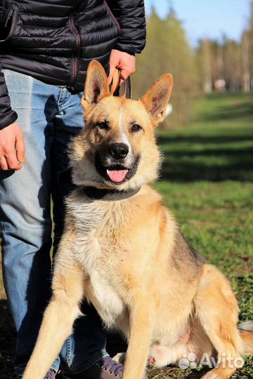 Собаки бесплатно в добрые руки