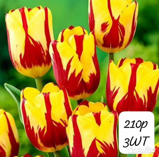 Тюльпан Дарвин гибрид