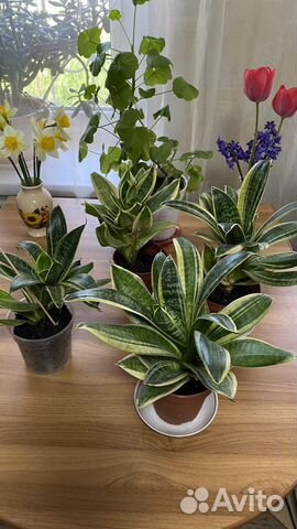 Сансевиерия