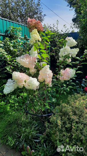 Гортензия метельчатая