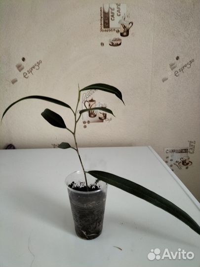 Фикус Али узколистный