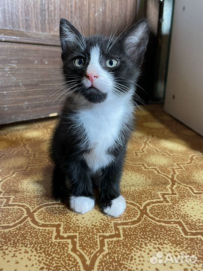 Котенок турецкой ангоры